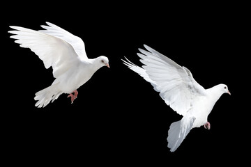 Obraz premium Set of two white doves pigeons in flight. Birds flying in different directions, isolated on a black background