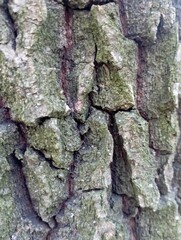 macro photo of tree bark texture, detailed natural surface, earthy brown tones, rough organic pattern
