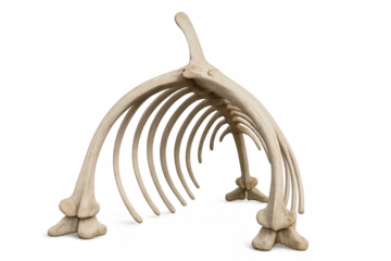 Human rib cage skeleton bone structure anatomy