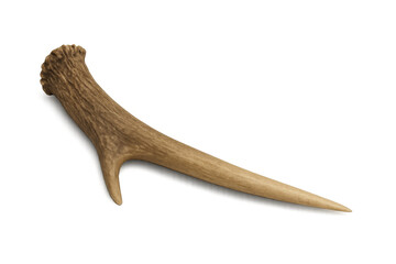 Obraz premium Deer antler spike primitive weapon or tool