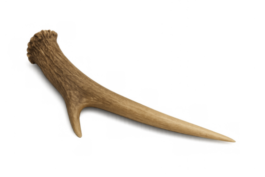 Deer antler spike primitive weapon or tool