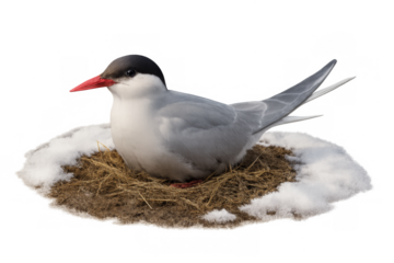 Arctic tern nesting in snow on transparent background