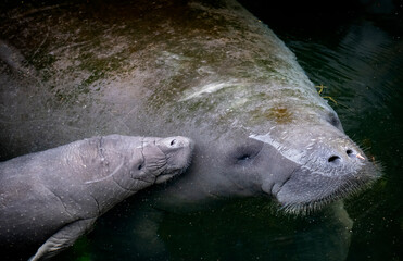 Mother manatee and newborn manatee baby calf