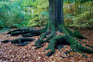 tree with massiv roots in the forest