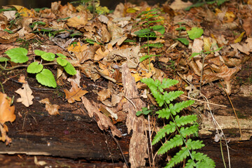 The forest floor on a fallen log shows a contrast of life and decay, where vibrant green ferns and young plants sprout through a layer of dry, yellow-brown autumn leaves. 