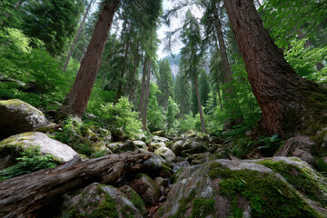 Naklejka premium Majestic forest landscape with towering trees and rocky terrain under bright daylight