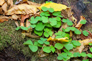A vibrant carpet of green wood sorrel (Oxalis acetosella) grows delicately among damp moss and dry autumn leaves. These tender three-lobed plants create a living contrast between the bright green and 