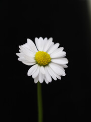 Highresolution macro shot capturing detailed structure and contrast of daisy petals