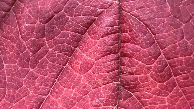 Close look at red leaves revealing intricate vein patterns during autumn in a botanical garden
