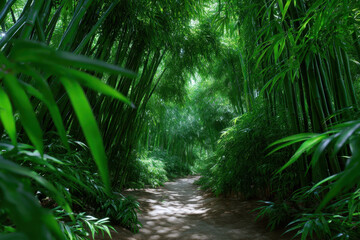 Obraz premium Explore a serene path through a lush bamboo forest in daylight surrounded by vibrant greenery