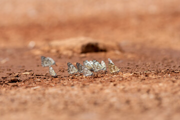 Belenois aurota, the caper white butterfly, is a small to medium-sized butterfly from the family Pieridae.