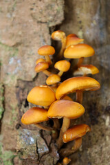 A cluster of bright orange Flammulina mushrooms (Winter Mushrooms) grows densely on a vertical tree trunk with rough bark in a damp forest. Their glossy, rounded caps create a striking contrast with t