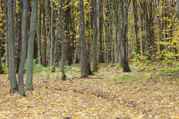 A dense autumn forest filled with slender tree trunks standing on a carpet of fallen yellow leaves, creating an atmosphere of calm and stillness. The deep perspective emphasizes the mystery and depth 