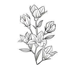 Lily of the Valley and Lilies Floral Vector Illustration