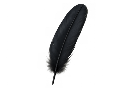 Black feather quill bird plume on transparent background