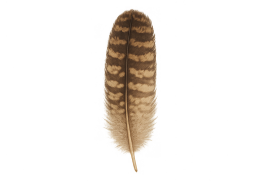 Striped owl feather showing brown and beige patterns