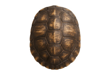 Turtle shell isolated on transparent background top view