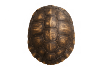 Turtle shell isolated on transparent background top view