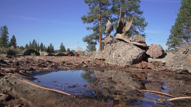 Clark's Nutcracker (Nucifraga columbiana) drinks water at the small water source maintained by Audubon Society Volunteers at Cabin Lake in Centeral Oregon's desert.