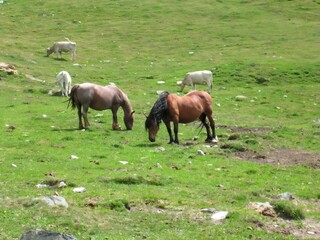 Obraz premium Horses and cattle grazing on mountain pasture