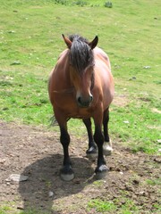 Fototapeta premium Brown horse standing on dirt field watching
