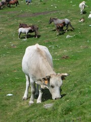 Livestock grazing green pasture with horses and cow