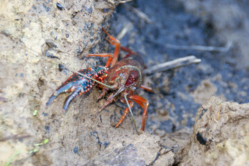 Red claw crayfish showing detailed features on muddy bank
