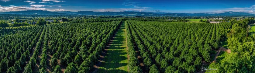 Fototapeta premium A panoramic view of a lush green orchard, showcasing rows of trees under a clear blue sky, highlighting the beauty of nature and agriculture.