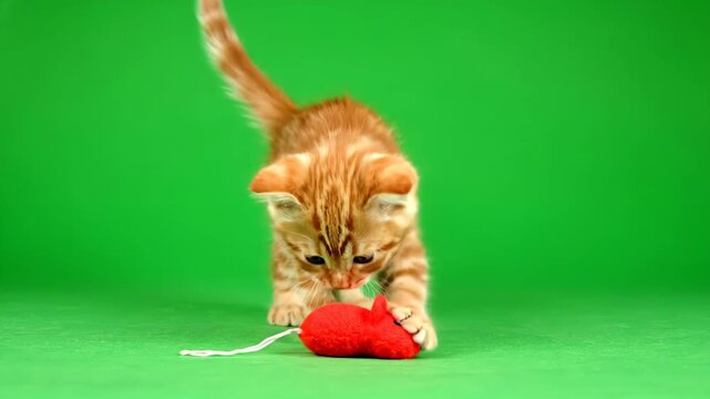 Orange tabby kitten pounces on red yarn ball against green background