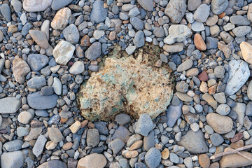 小石に囲まれた大きい石