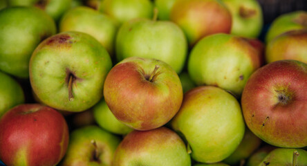 Ripe green apples, harvested in autumn. An orchard.