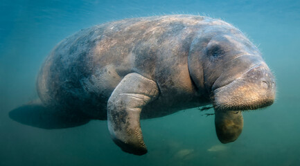 Fototapeta premium Manatee fly-by. Manatees can swim up to 15 mph...this one certainly surprised me! Photographed near Crystal River Florida