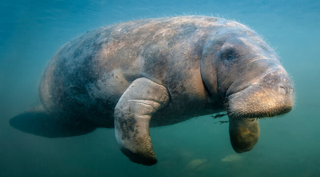 Manatee fly-by. Manatees can swim up to 15 mph...this one certainly surprised me! Photographed near Crystal River Florida
