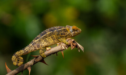 Trioceros rudis or chameleon on branch of bitter apple bush protected by thorns and camouflage