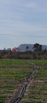 Cometa espantap&aacute;jaros con forma de rapaz , de &aacute;guila o halc&oacute;n.