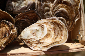 fresh oysters as luxury gourmet food for celebration