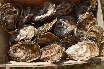 fresh oysters as luxury gourmet food for celebration