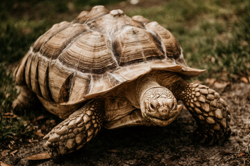 turtle on the grass