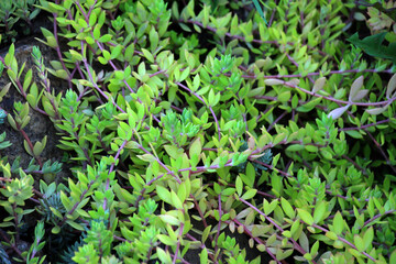 Sedum sarmentosum grows in nature
