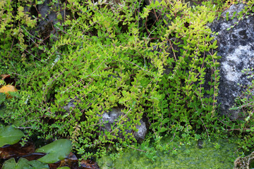 Sedum sarmentosum grows in nature