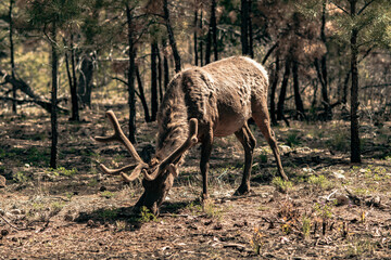 elk in the wild