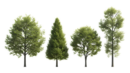 A diverse collection of four realistic green summer trees with lush foliage, isolated on a transparent background