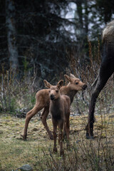 baby moose and mom in alaska