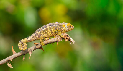 Trioceros rudis or chameleon on branch of bitter apple bush protected by thorns and camouflage...