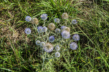 thistle in a meadow in hills of the Dr&ocirc;me region in summer