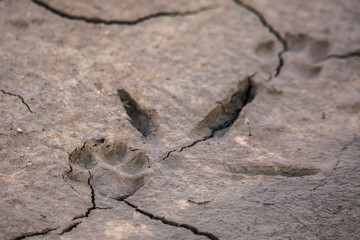 footprints