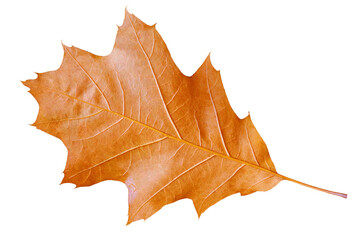 Autumn dry oak leaf isolated on a transparent background.