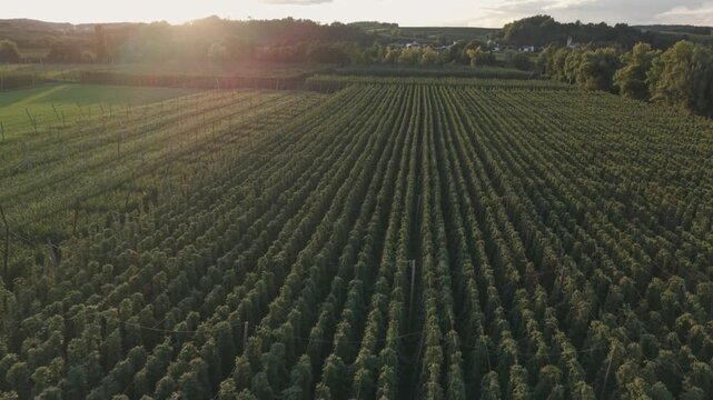 Fly over the biggest green hops fields at the Bavarian country before harvest phase