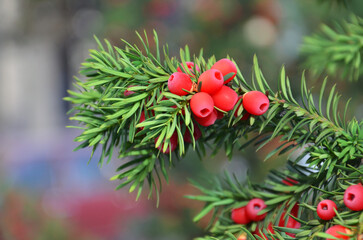 Yew tree branch (Taxus baccata) with red berries and green needle- like leaves. Closeup photo outdoors. Nature , growing evergreen yew shrub , landscaping concept. Free copy space .