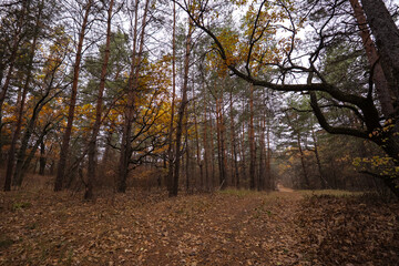 Fototapeta premium dirt forest road in the dense thicket of an autumn forest